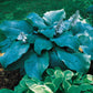Blue Mammoth Hosta Plant