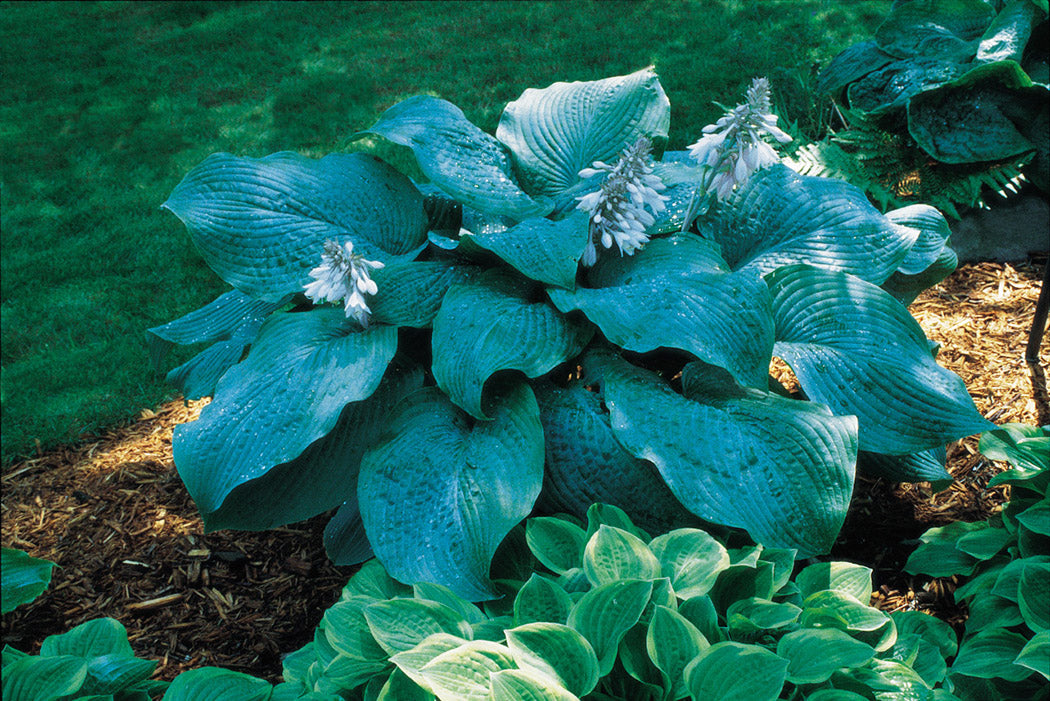 Blue Mammoth Hosta Plant