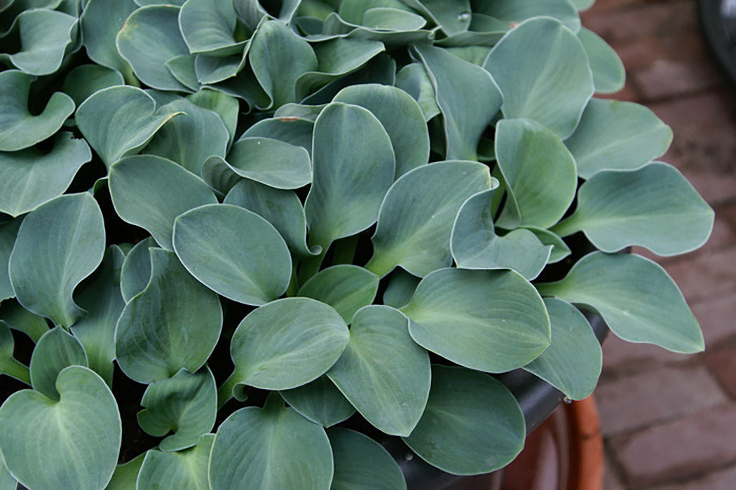 Blue Mouse Ears Hosta Plant