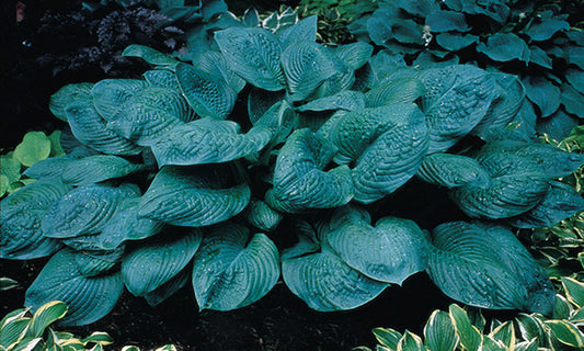 Blue Umbrellas Hosta Plant