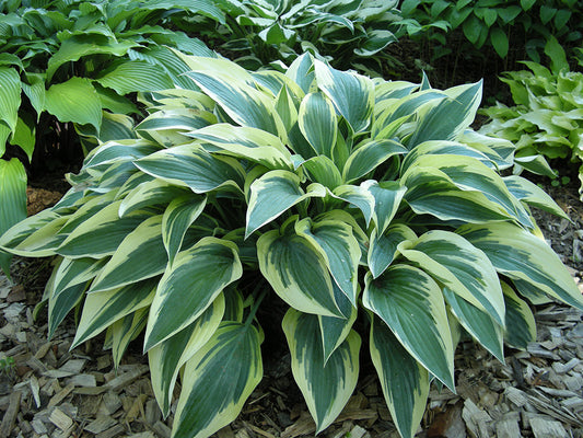 Bobcat Hosta Plant