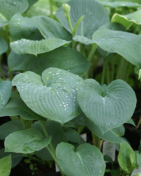 Bressingham Blue Hosta Plant