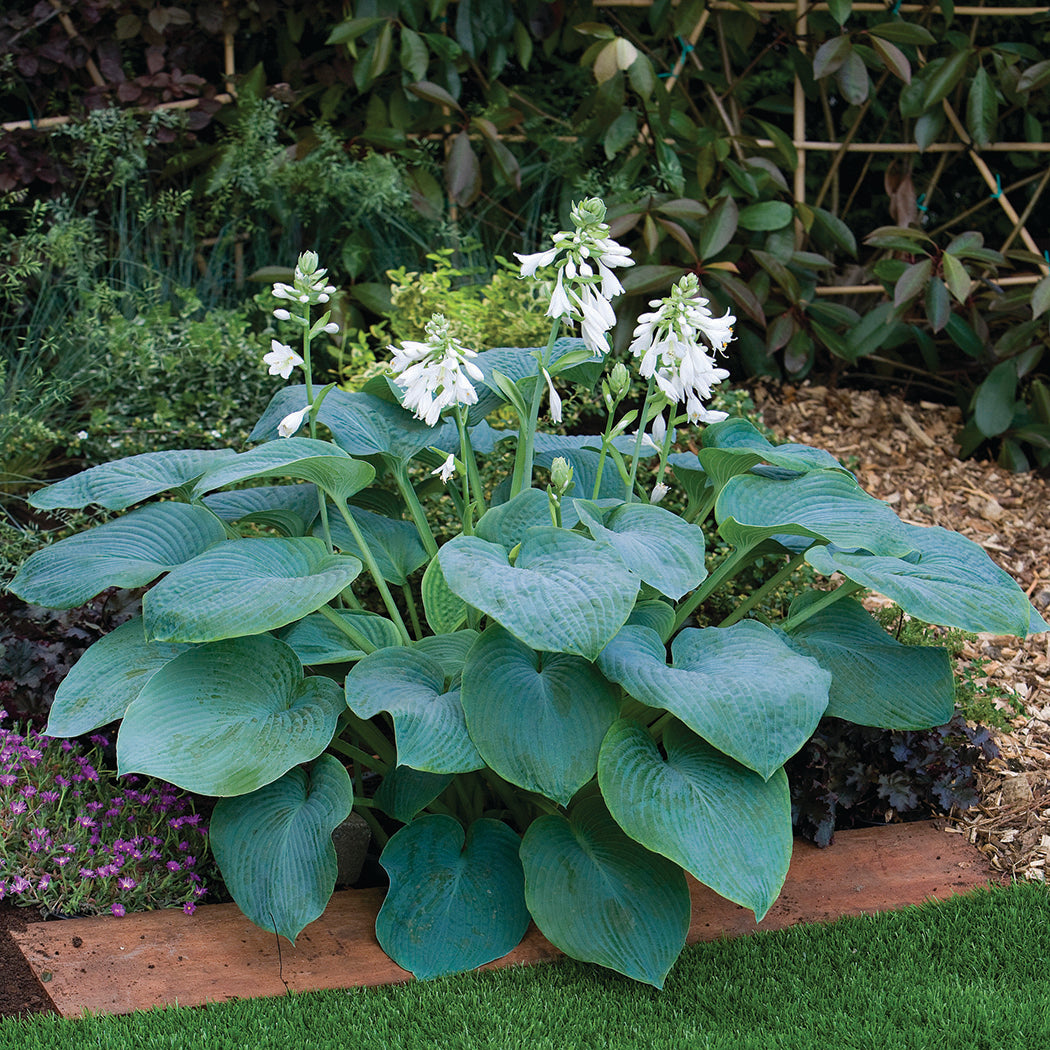 Bressingham Blue Hosta Plant