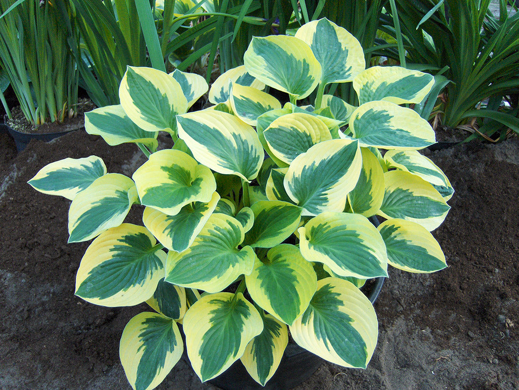 Brim Cup Hosta Plant