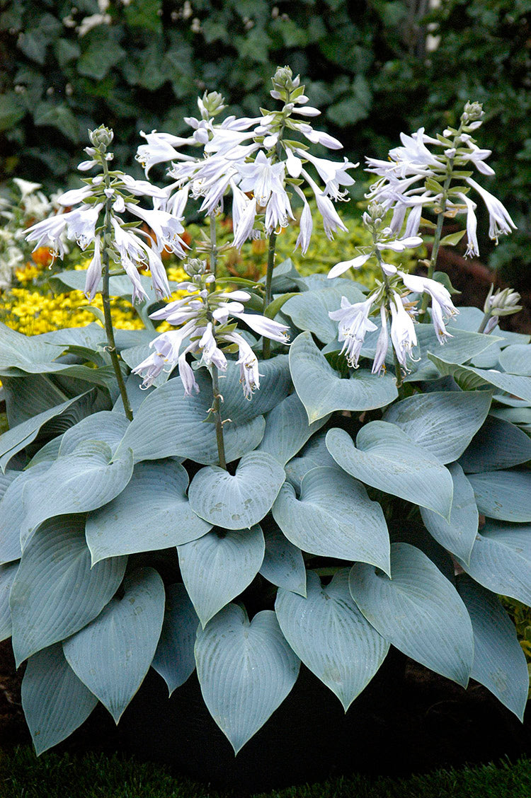 Bullet Proof Hosta Plant