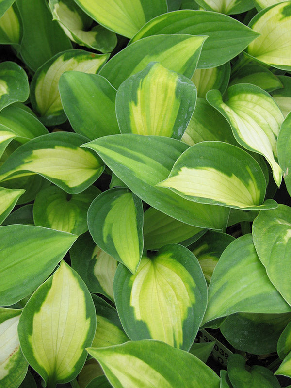 Captain Kirk Hosta Plant