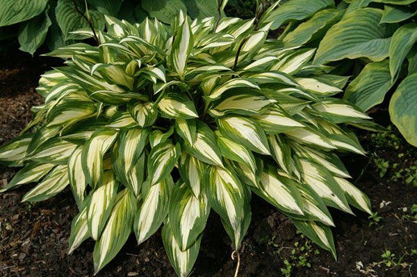 Cherry Berry Hosta Plant