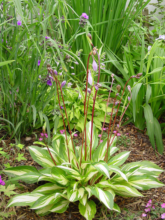 Cherry Berry Hosta Plant