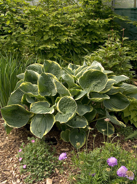 Christmas Tree Hosta Plant