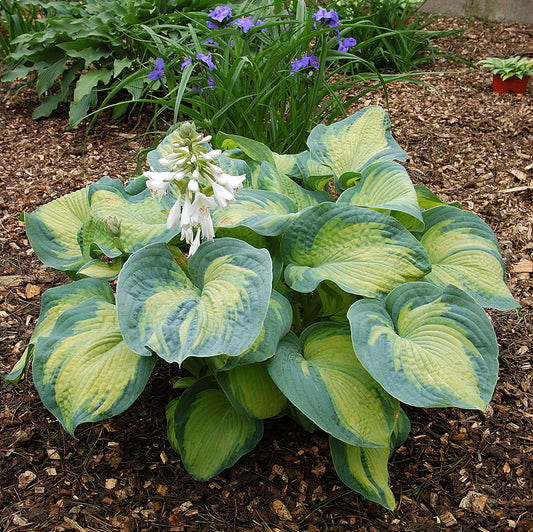 Color Glory Hosta Plant