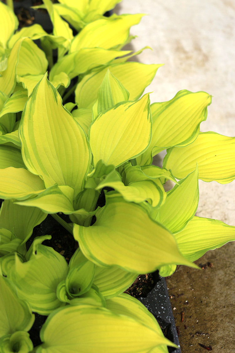 Dancing Darling Hosta Plant