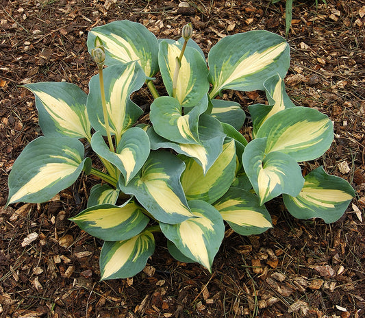 Dream Queen Hosta Plant