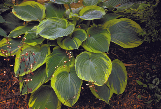 Earth Angel Hosta Plant