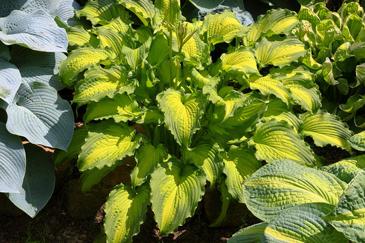 Emerald Ruff Cut Hosta Plant