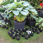 Empress Wu Hosta Plant