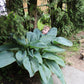 Empress Wu Hosta Plant