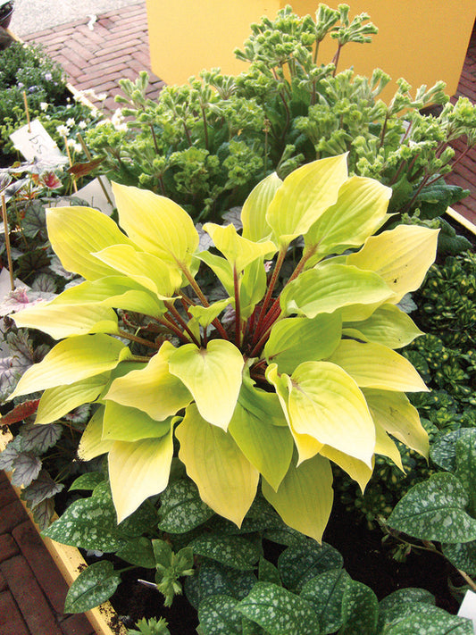 Fire Island Hosta Plant