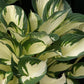 Fire and Ice Hosta Plant
