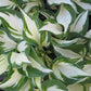 Fire and Ice Hosta Plant