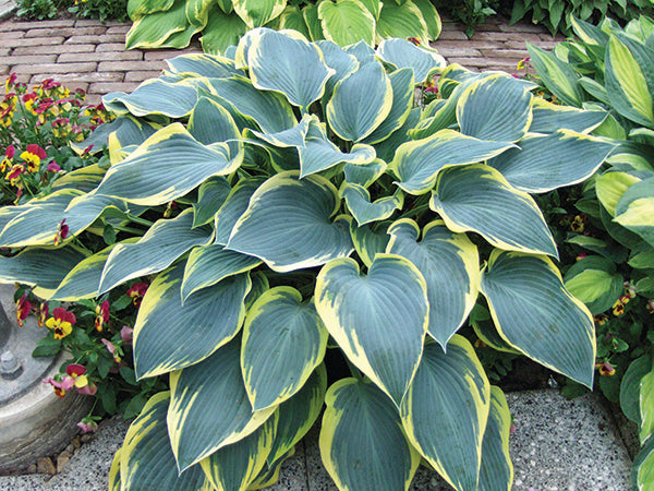 First Frost Hosta Plant