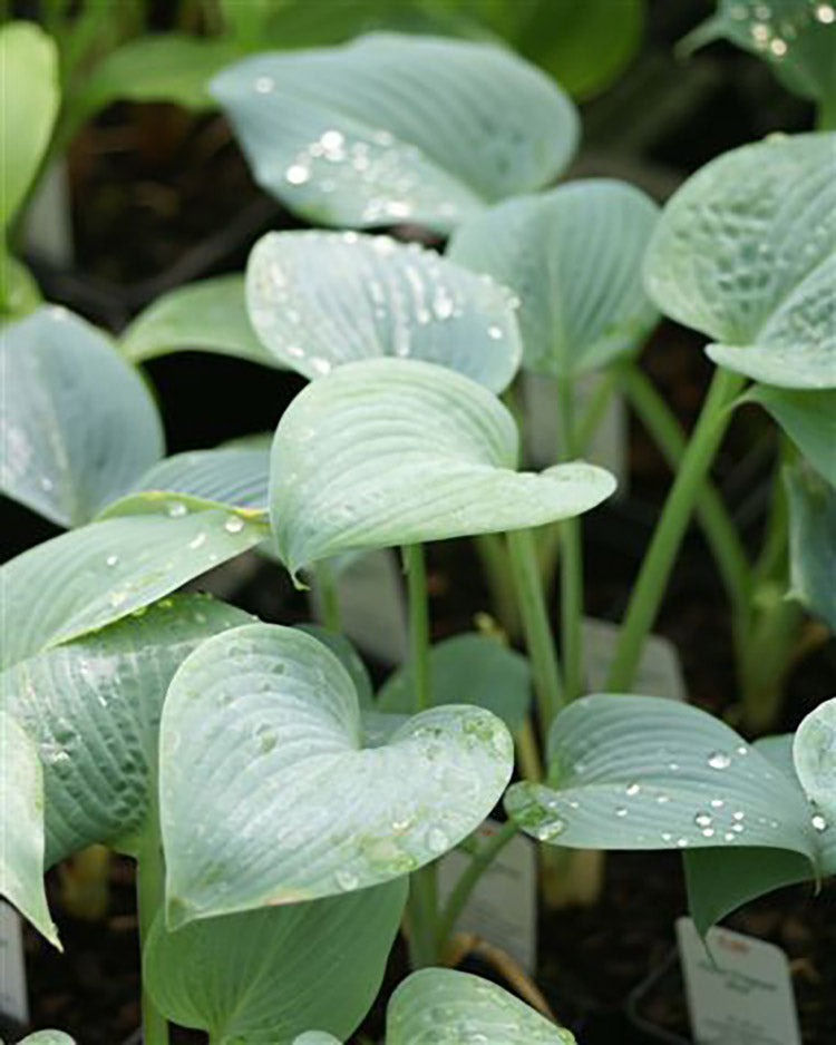 Fragrant Blue Hosta Plant