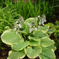 Fragrant Bouquet Hosta Plant
