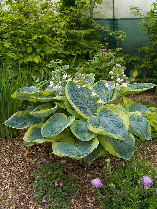 Frances Williams Sieboldiana Hosta Plant