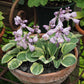 Frosted Mouse Ears Hosta Plant