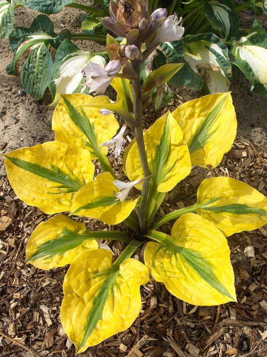 Glad Rags Hosta Plant