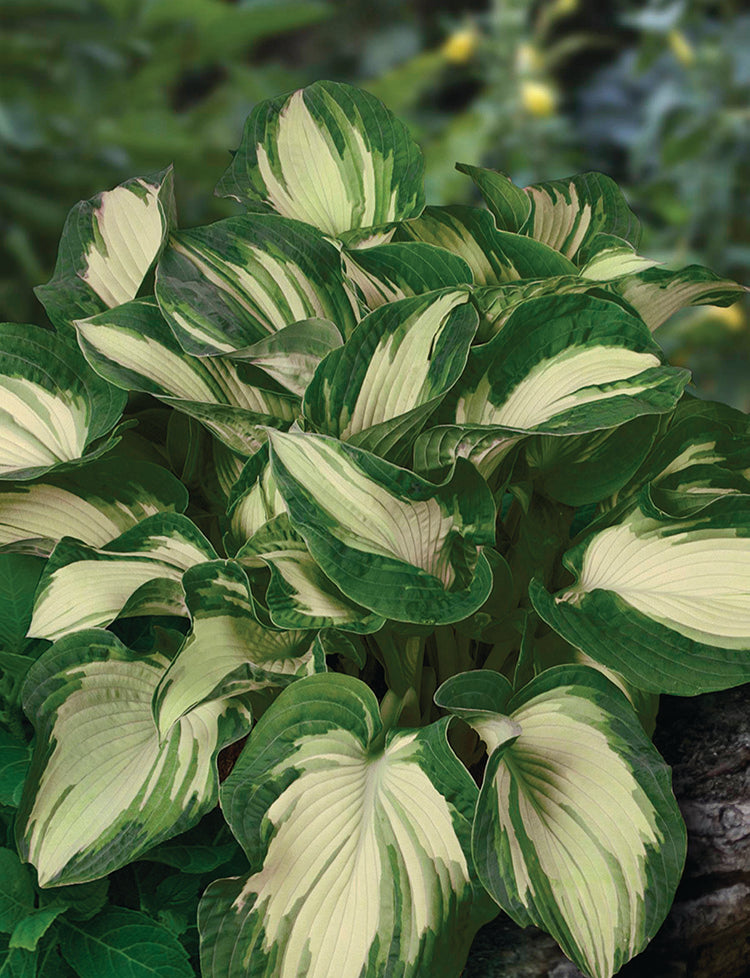 Sieboldiana Golden Meadows Hosta Plant