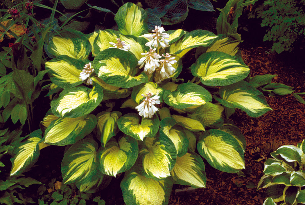 Sieboldiana Great Expectations Hosta Plant