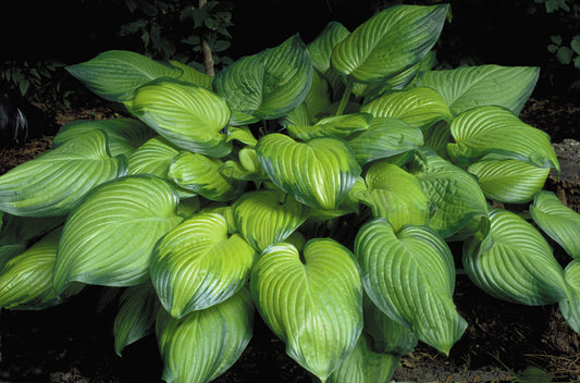 Guacamole Hosta Plant