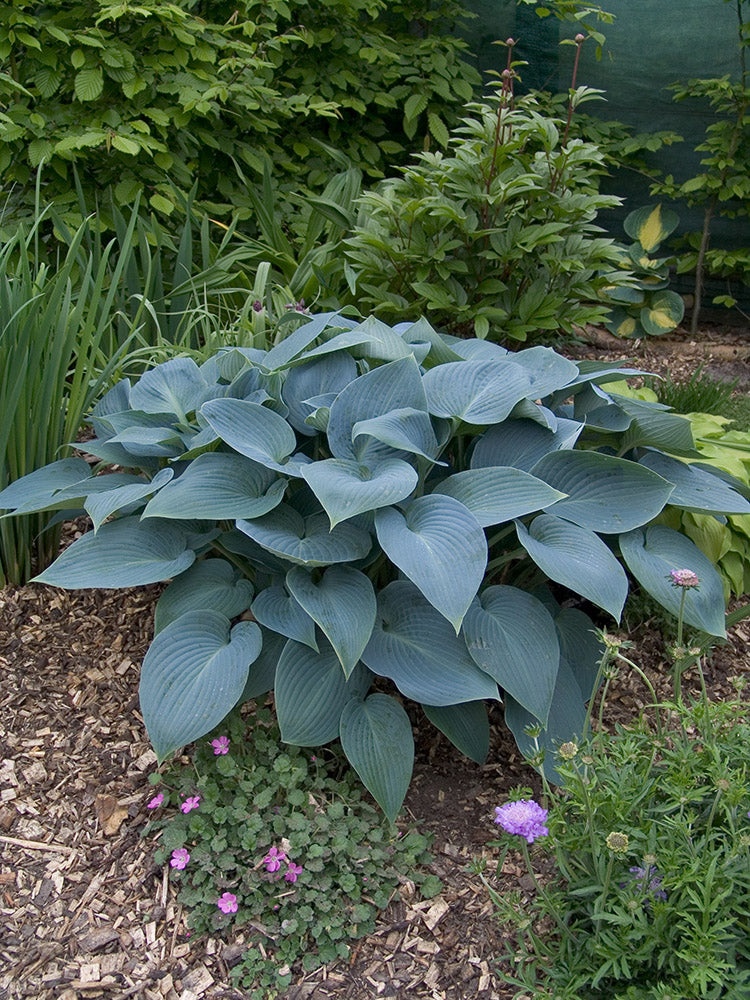 Tardiana Halcyon Hosta Plant