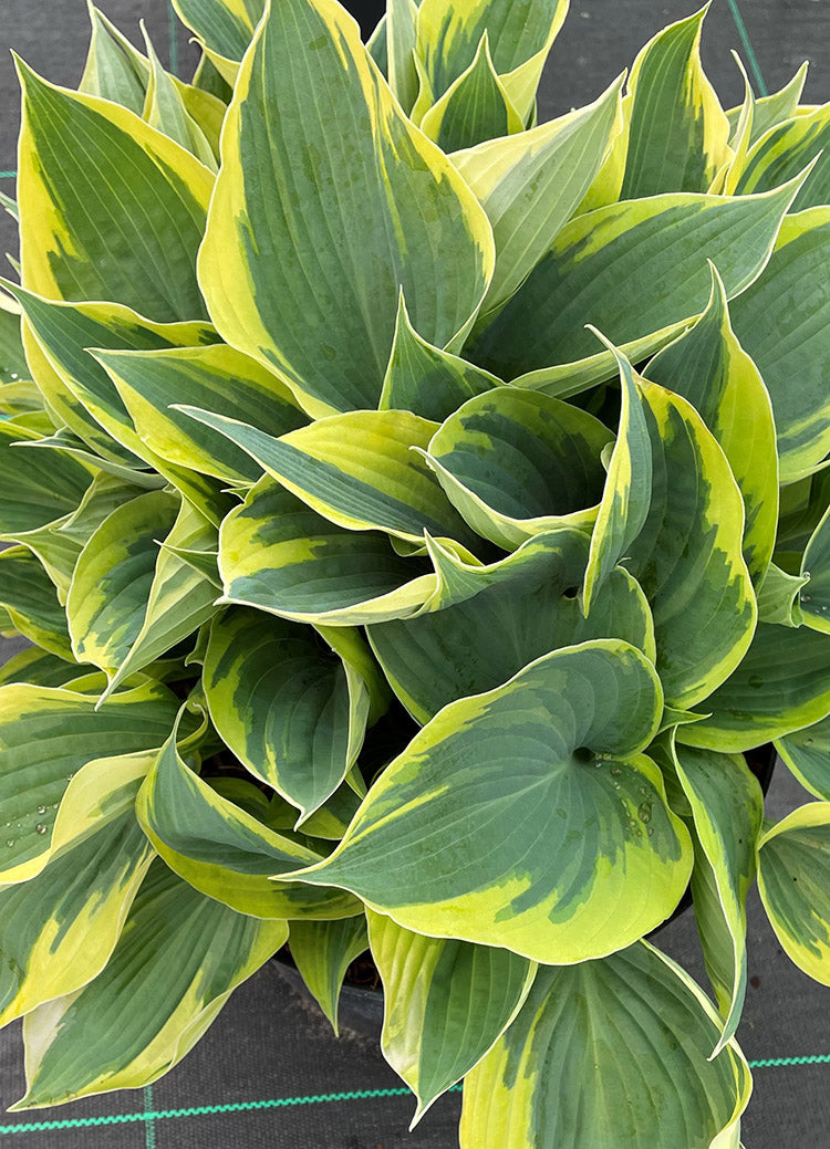 Hi Class Hosta Plant