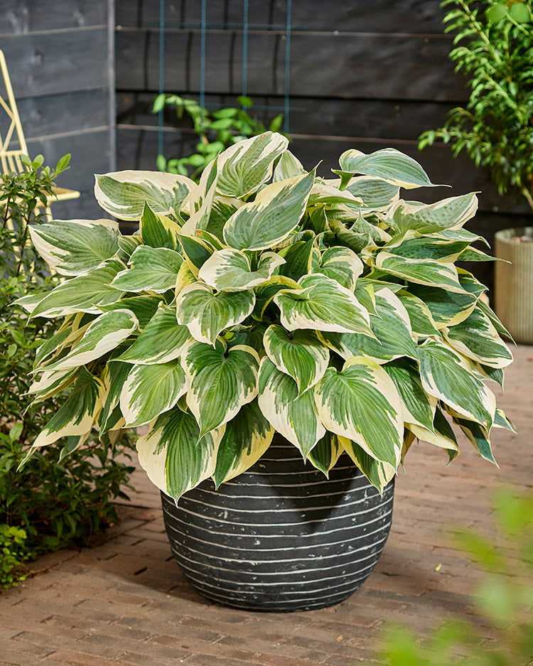 Hi Class Hosta Plant