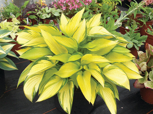 June Fever Hosta Plant