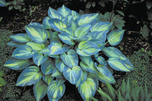 June Tardiana Hosta Plant