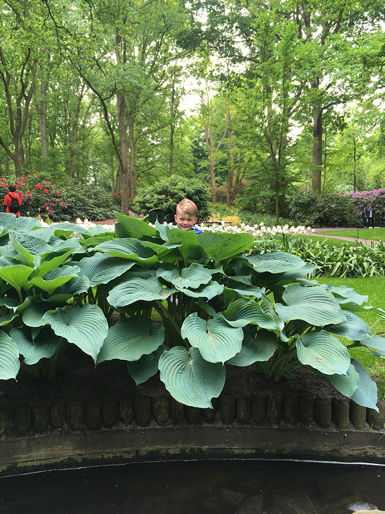 Jurassic Park Hosta Plant