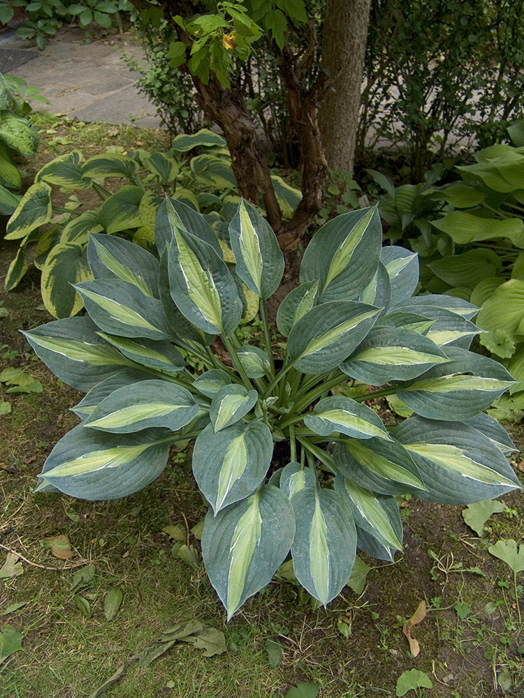 Kiwi Full Monty Hosta Plant