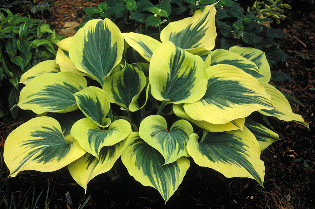 Liberty Hosta Plant