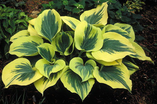 Liberty Hosta Plant