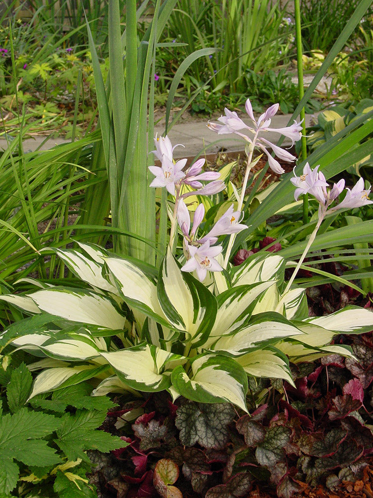 Loyalist Hosta Plant