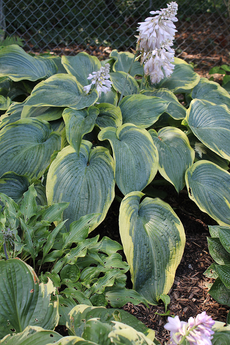 Megan’s Angel Hosta Plant