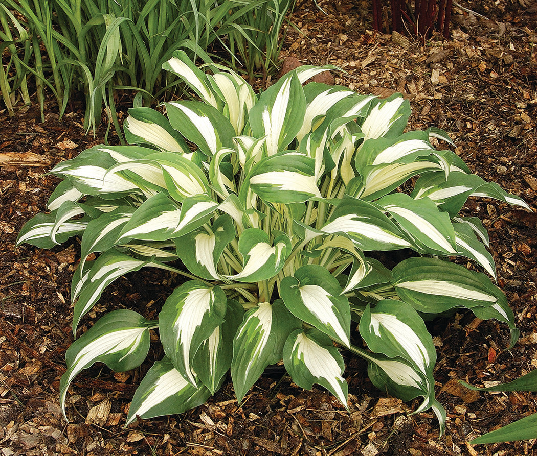 Night Before Christmas Hosta Plant