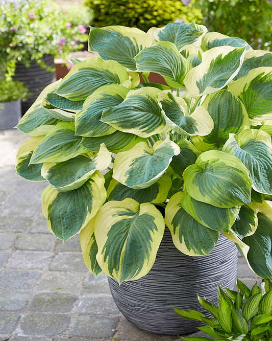 Orion’s Belt Hosta Plant