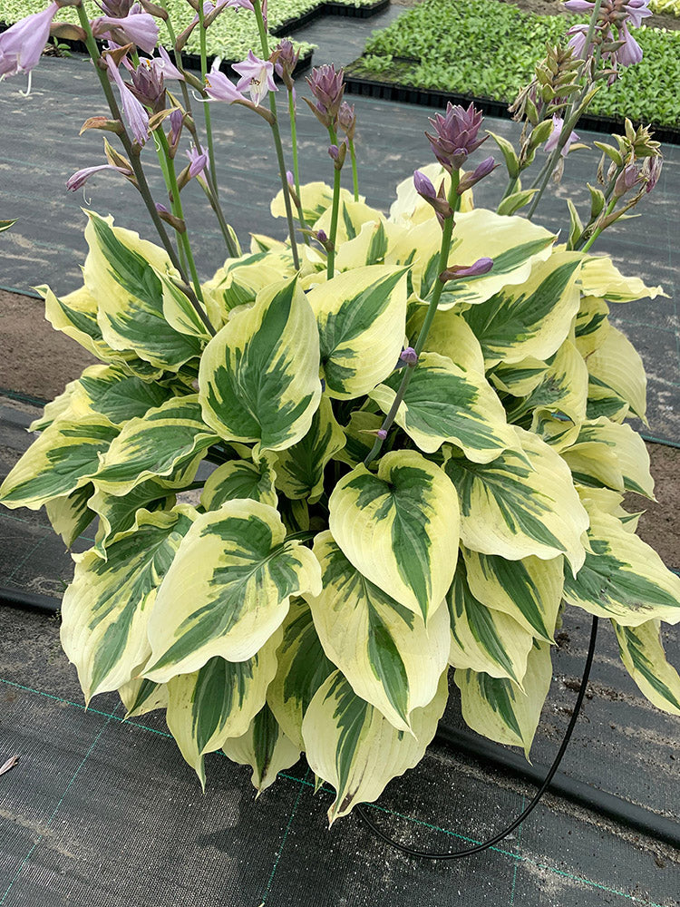 Lakeside Paisley Print Hosta Plant