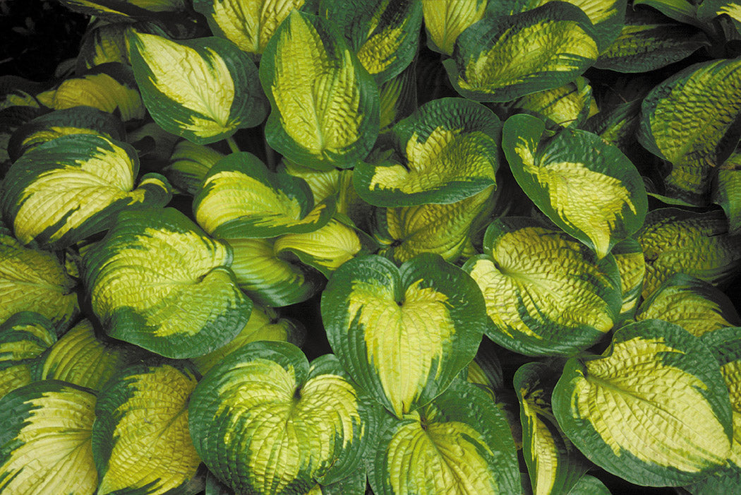 Paradigm Hosta Plant