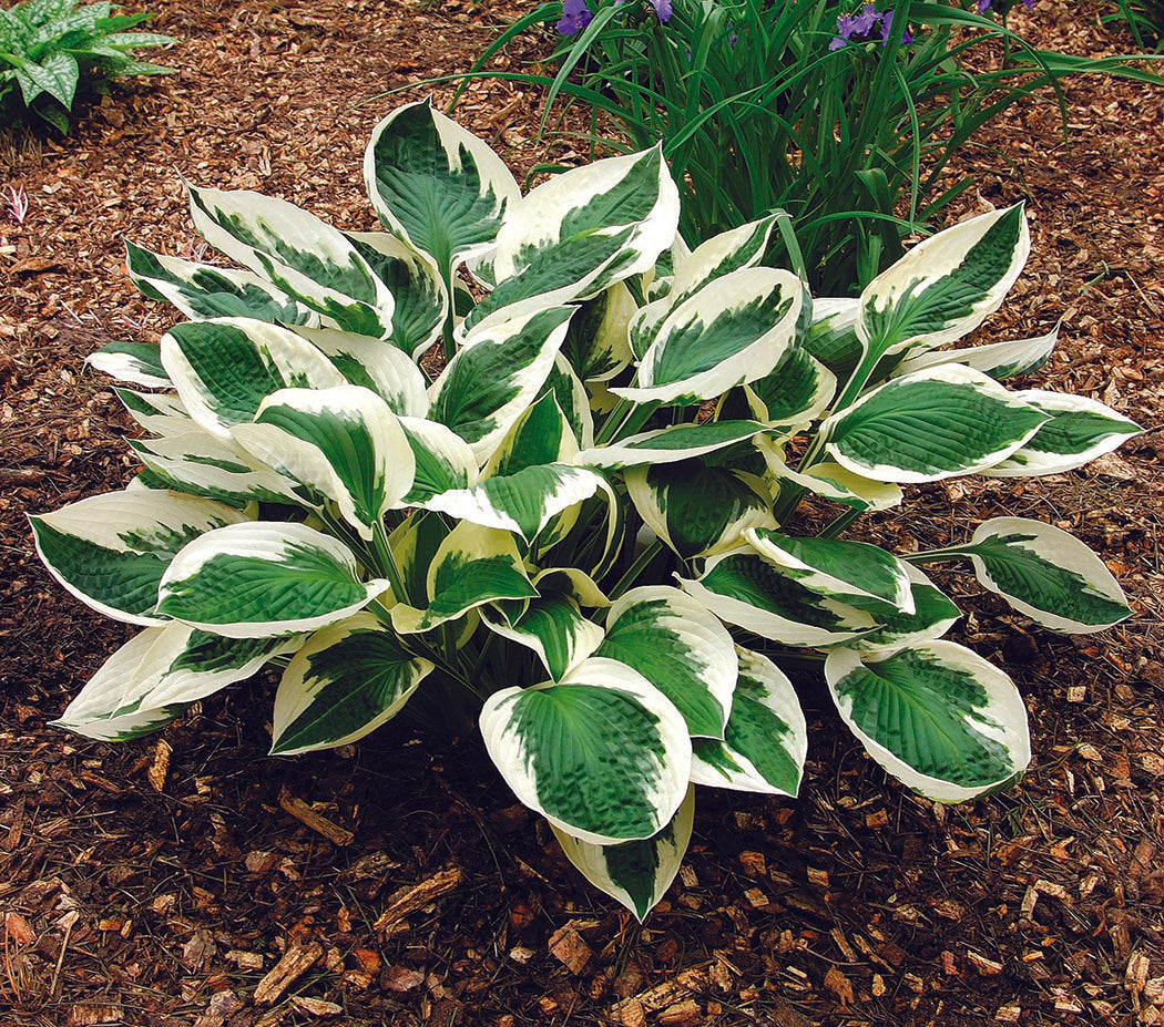 Patriot Fortunei Hosta Plant