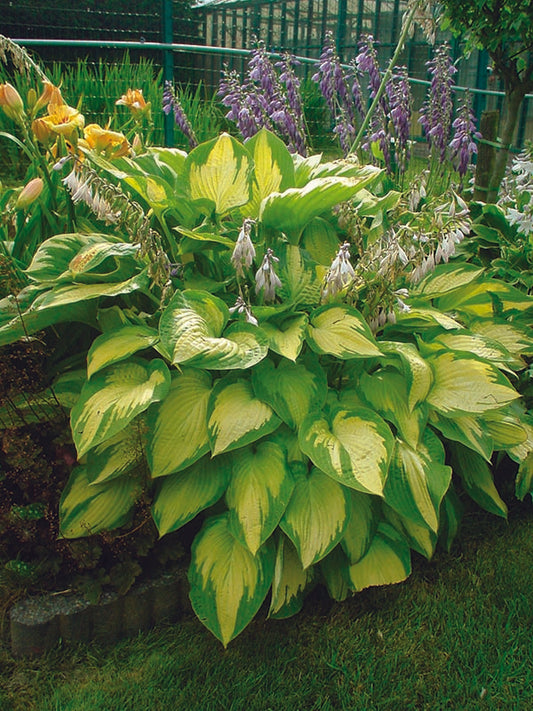 Paul’s Glory Hosta Plant