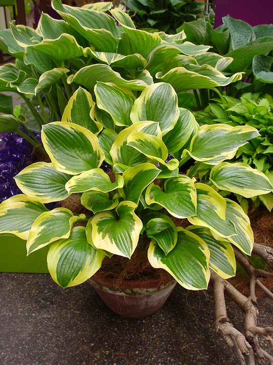 Queen Josephine Hosta Plant